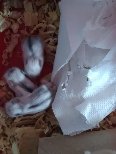 Hamster Anao Russo Bebê