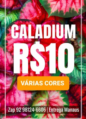 3 Caladium por R$ 25