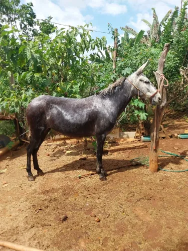 Mula macha picada