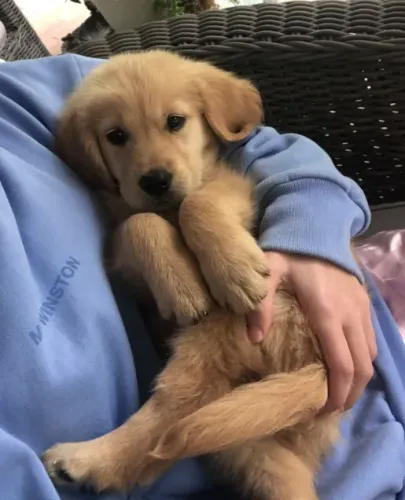 Golden para adoção