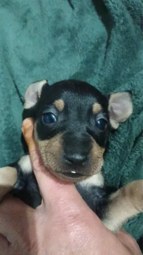 Pinscher vacinado e 0 com 55 dias