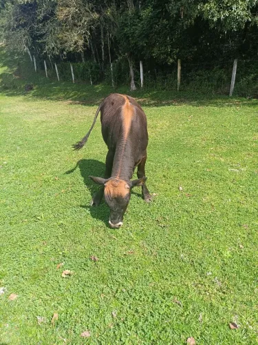 Vende-se se boi Caracu x Jersey