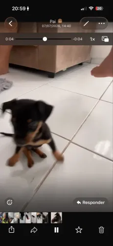 Pinscher macho