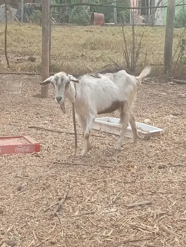 Vende-se um casal de cabritos