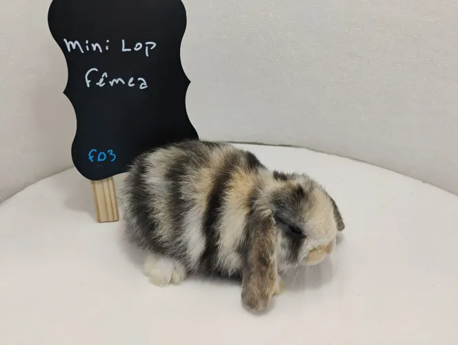 Filhotes c/30 dias Mini Coelhos 
