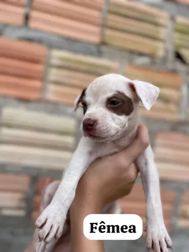 filhote de pitbull