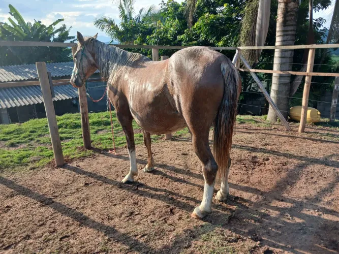 Égua Bragada Com Pelagem exótica Marcha Picada