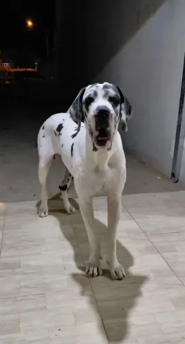 Dogue Alemão Macho