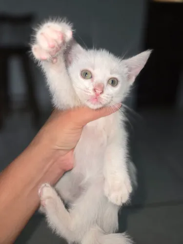 Gatas para doação 