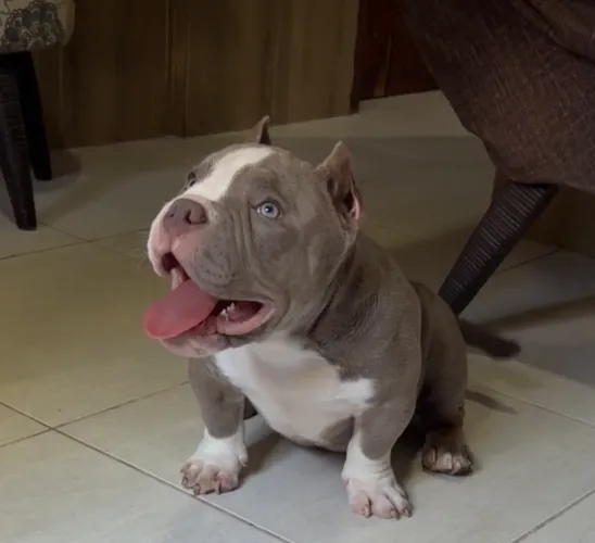 Exóticbully com muito sangue e estrutura?