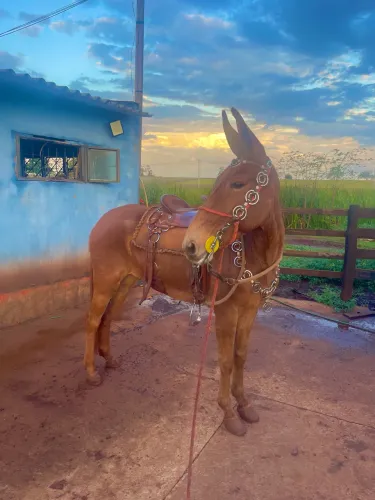 Mula de patrão pra venda