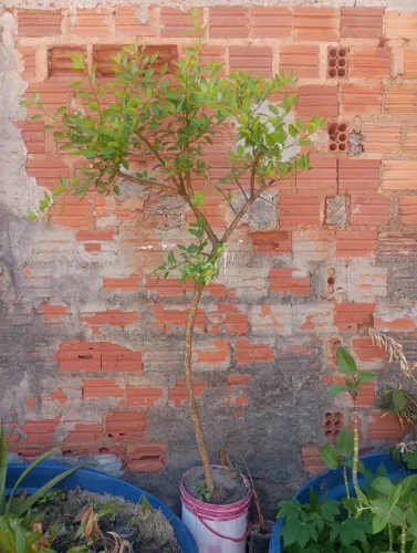 Pé de limão enxertado, já colocando limão