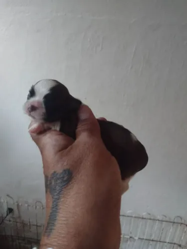 Shih tzu macho