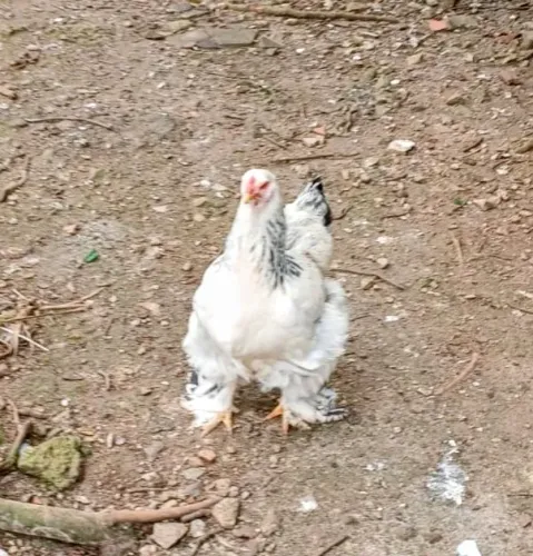 Galinha Brahma