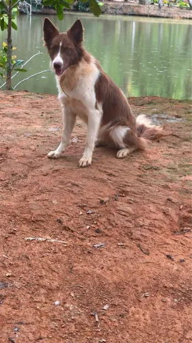 Vendo Border collie fêmea