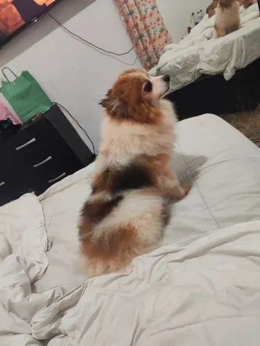 Spitz adulta