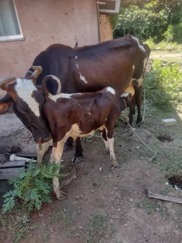 Vaca e Novilha bezerro