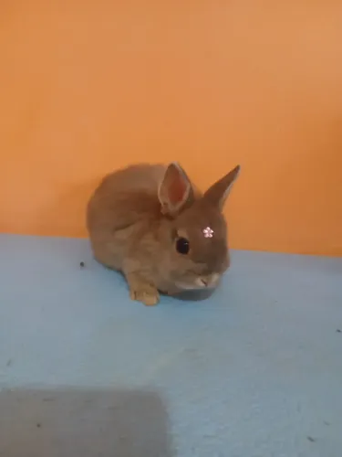 Netherland Dwarf