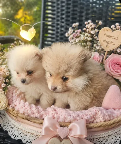Lulu da pomerania ,splitz alemão 