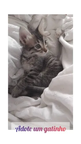 Adote um gatinho(a) ?