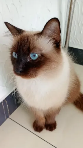 GATA SIAMÊS PARA DOAÇÃO 