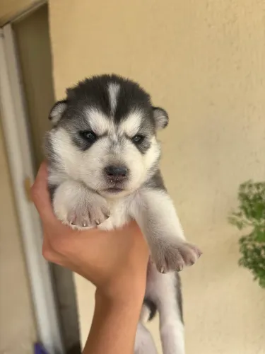 Filhote de husky siberiano 