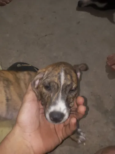 Doacão