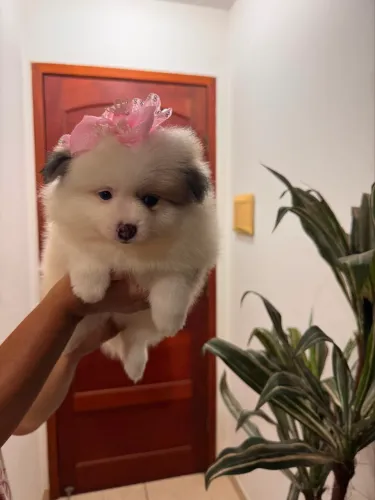 Filhote Lulu da pomerania