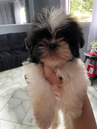 Filhote macho de Shih tzu puro