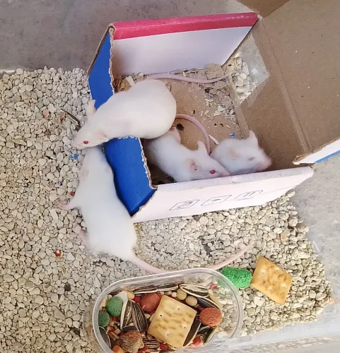 Camundongos roedores 