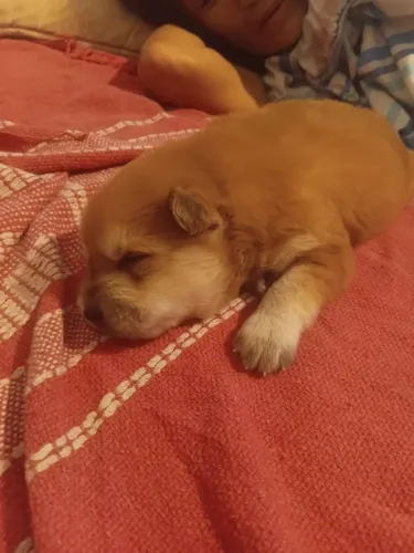 Vendo filhotes de Chow Chow raça pura três semanas