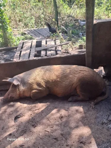 Porca