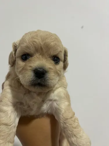 Poodle toy fêmea