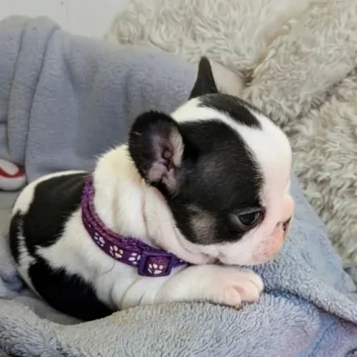 Bulldog frances lindos