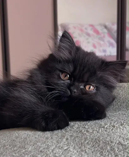 Gato macho persa