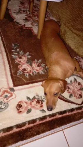 Doação da cachorrinha salsicha castrada