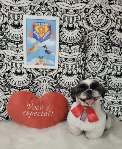 FILHOTE SHIH TZU FÊMEA MINI
