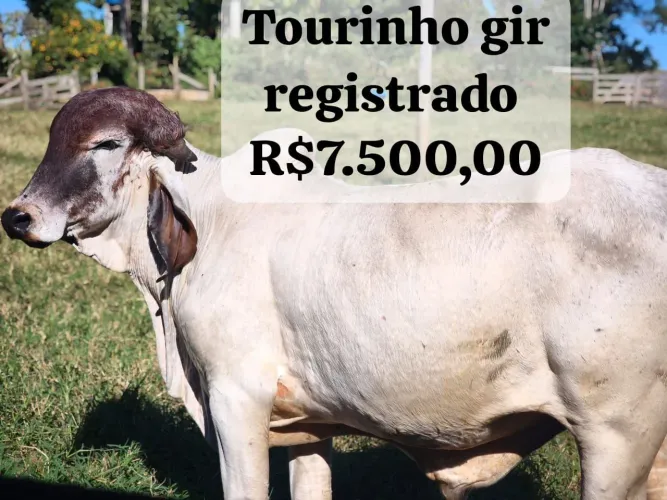 Tourinho gir puro a venda