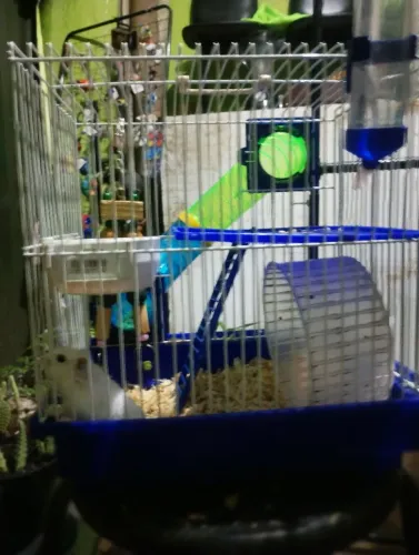 Hamster macho com gaiola e acessórios 