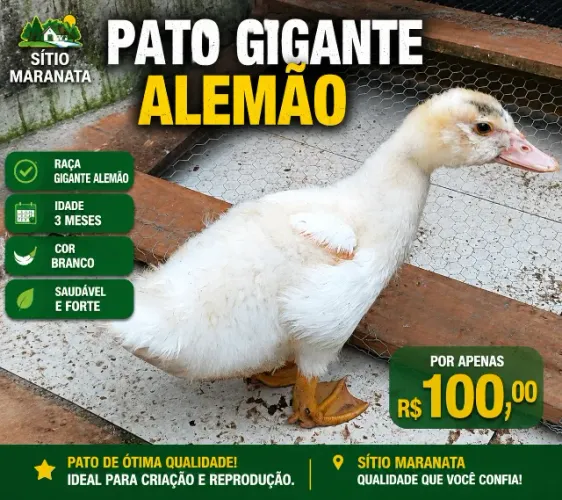 Pato Branco Gigante Alemão Excelente Linhagem