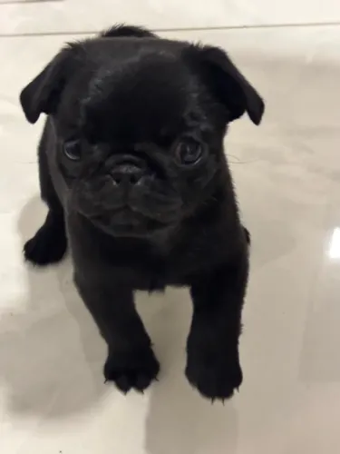 Vendo filhote de Pug Fêmea