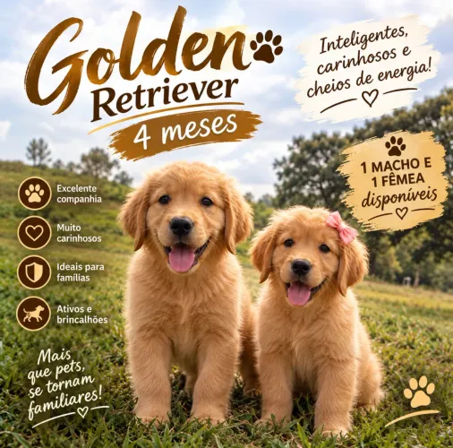 Golden Retriever