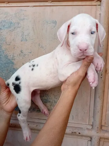 Dogue Alemão filhotes machos olhos azuis 1.500 reais cada.