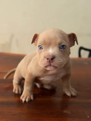 Machinho Filhote American Bully Micro 