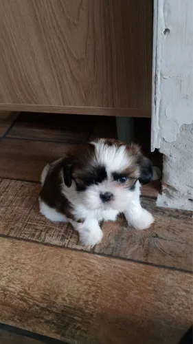 Shih tzu Fêmea