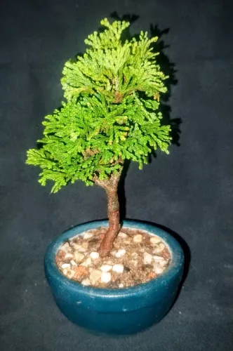 Bonsai mini Shimpaku 1 ano