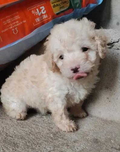 Poodle 