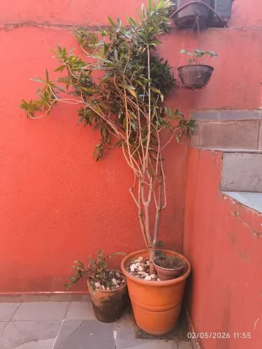 Plantas com vaso