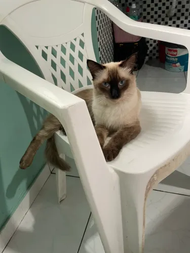 Gato macho para adoção