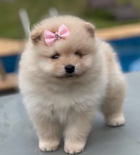 Lulu da Pomerânia anãos 